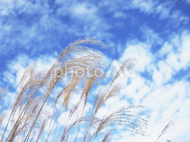 ススキと秋空