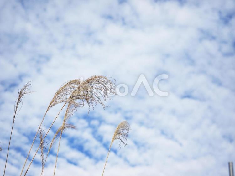 ススキと青空