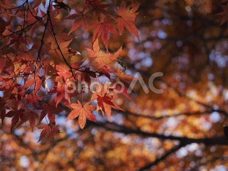 鮮やかに色づいたモミジ