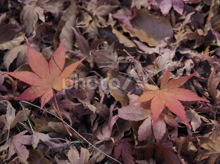 モミジの落ち葉