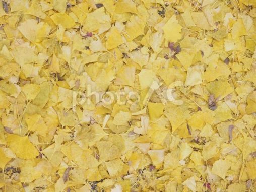 イチョウ、落ち葉の絨毯