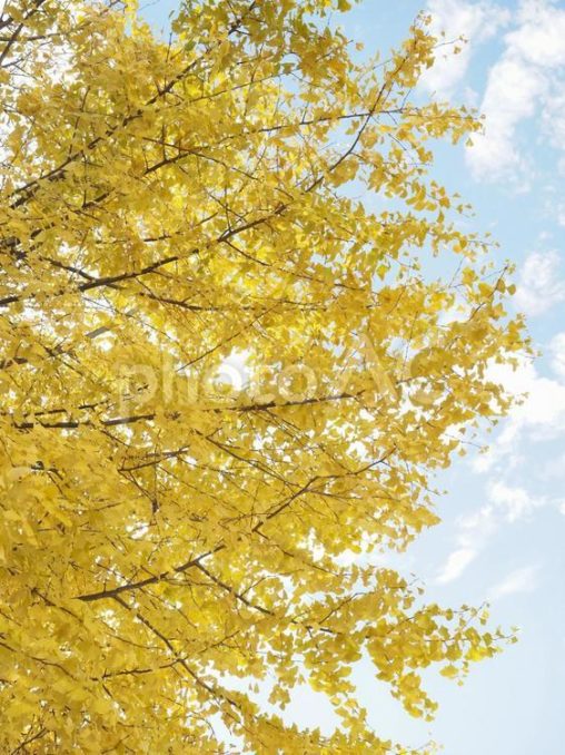 黄色く色づいたイチョウと秋空