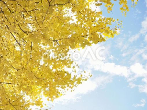 黄色く色づいたイチョウと秋空