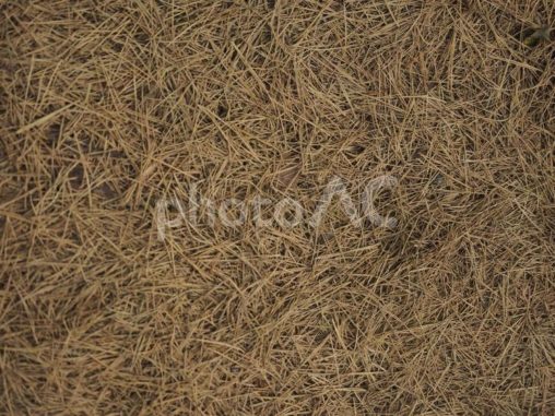 細い葉の落ち葉