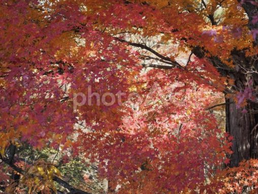 鮮やかに色づいたモミジ