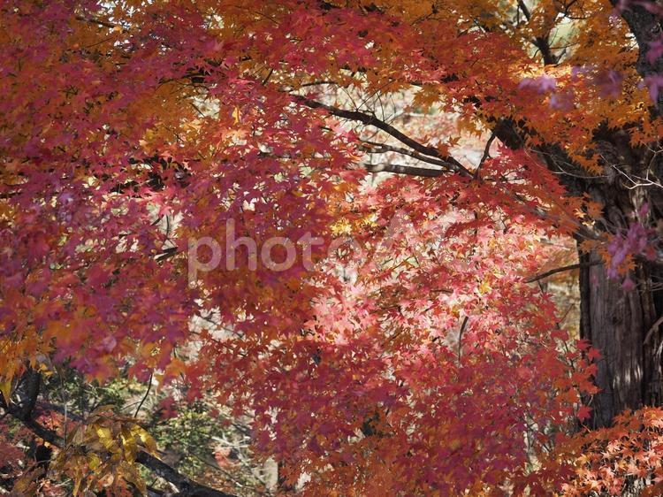 鮮やかに色づいたモミジ