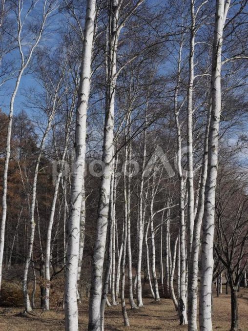 シラカンバ（白樺）の林