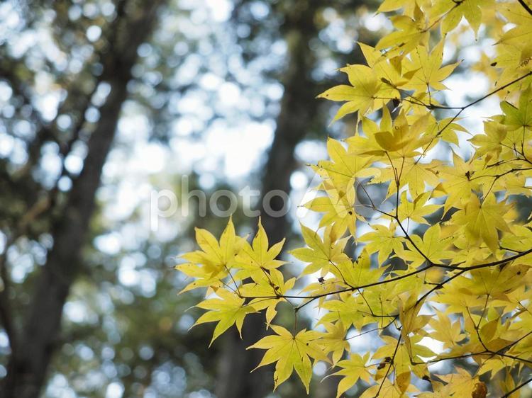 黄色く色づいたモミジ