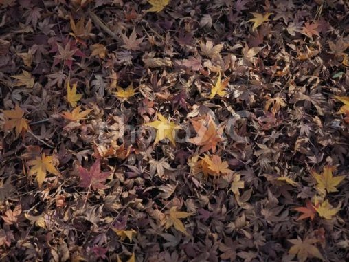 モミジの落ち葉