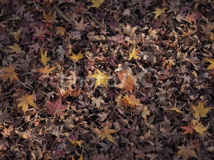 モミジの落ち葉