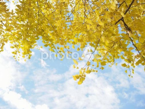 黄色く色づいたイチョウと秋空