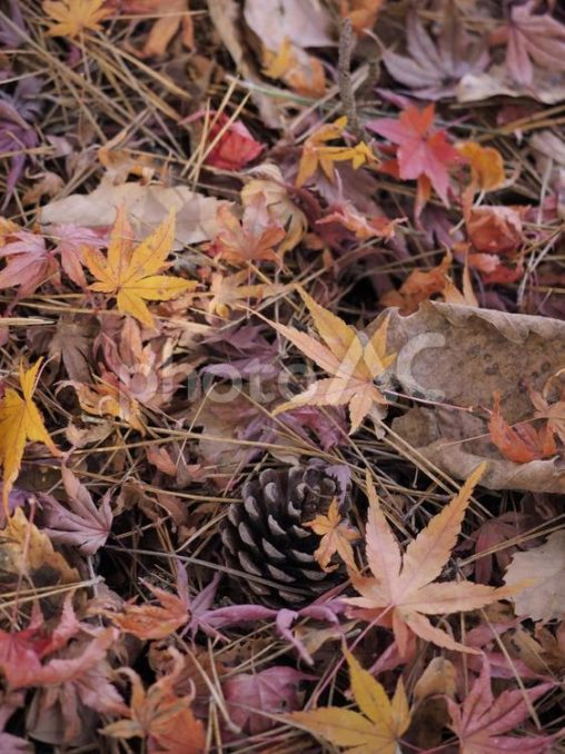 モミジの落ち葉