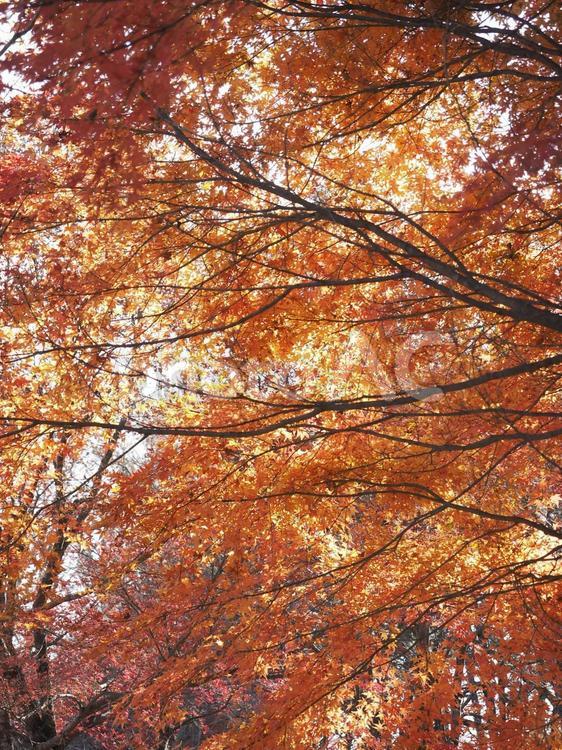 鮮やかに色づいたモミジ