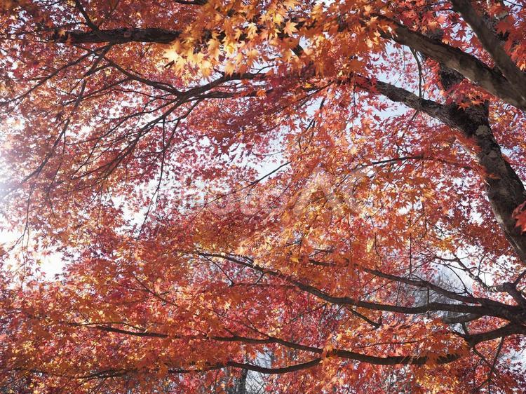 鮮やかに色づいたモミジ