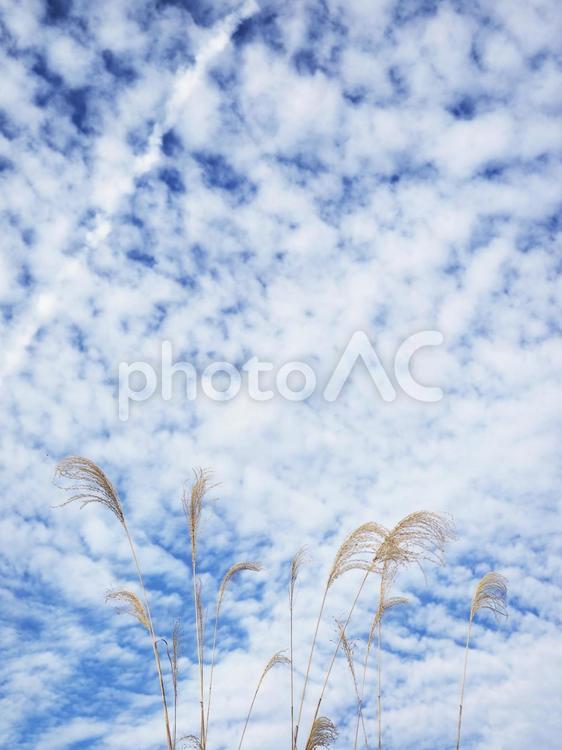 ススキと秋空