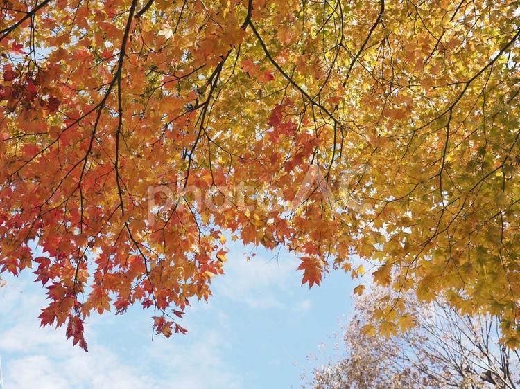 赤く色づいたモミジとイチョウ