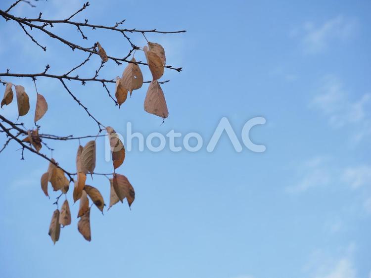 枝に垂れた枯れ葉