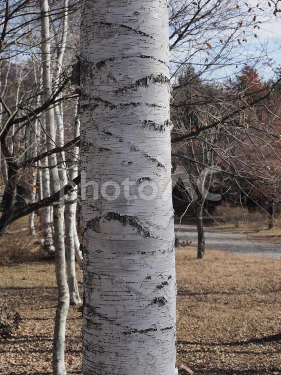 シラカンバ（白樺）の幹