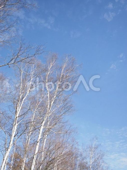 冬のシラカンバ（白樺）と青空