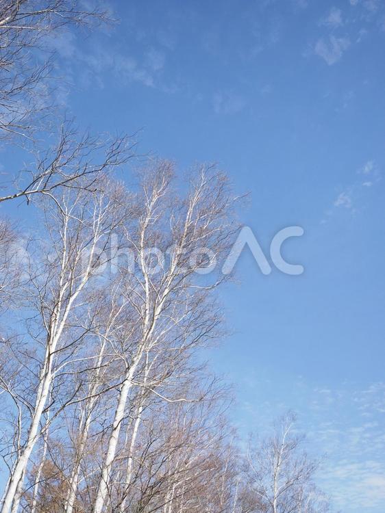 冬のシラカンバ（白樺）と青空