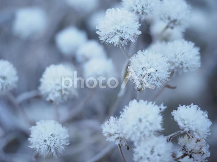 霜がついた野草