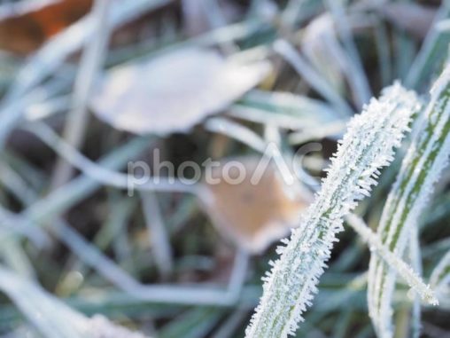 霜がついた野草