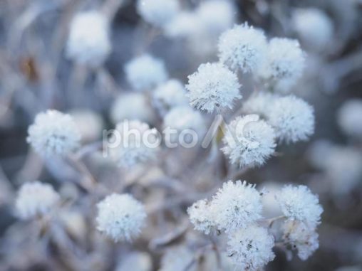 霜がついた野草
