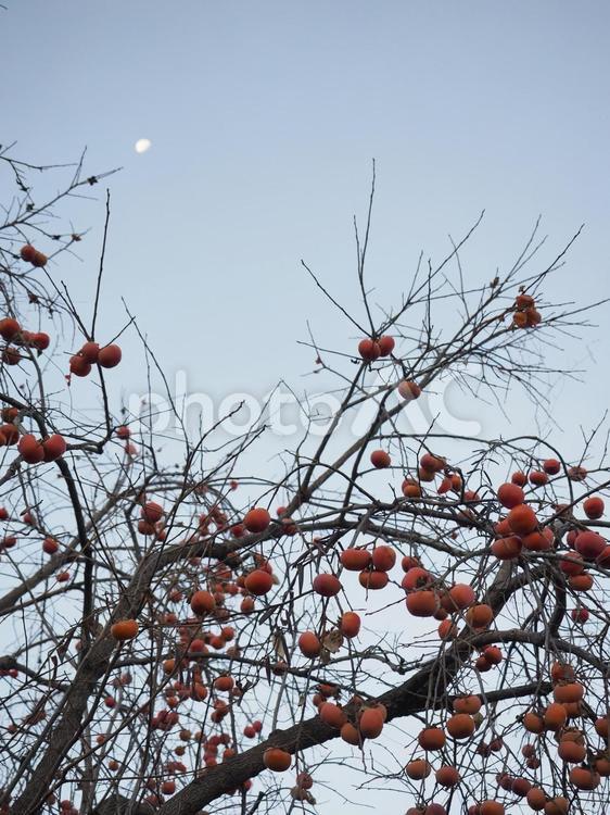 柿の木と早朝の空