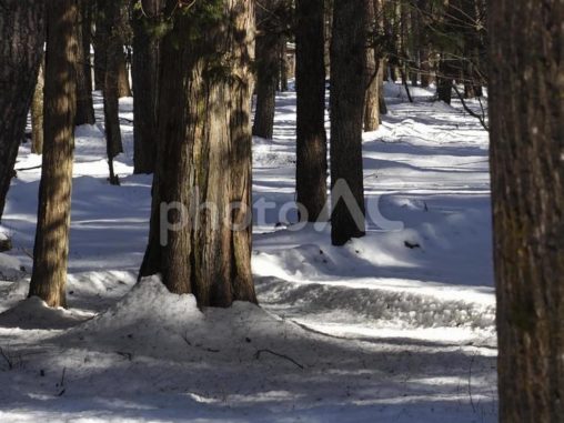 積雪の森
