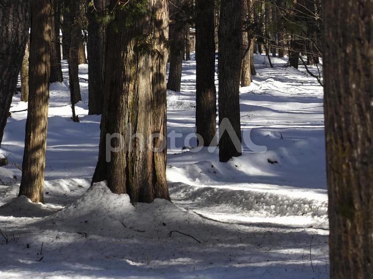 積雪の森