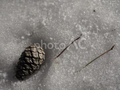 雪の上の松ぼっくり