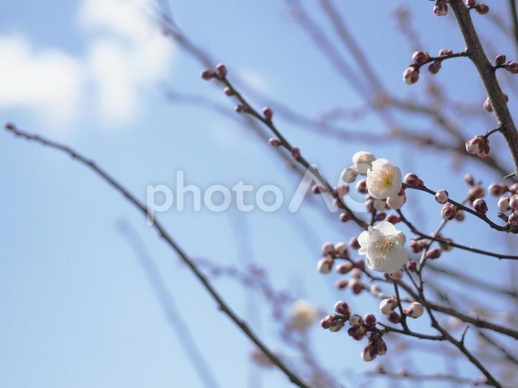 咲き始めの梅の花