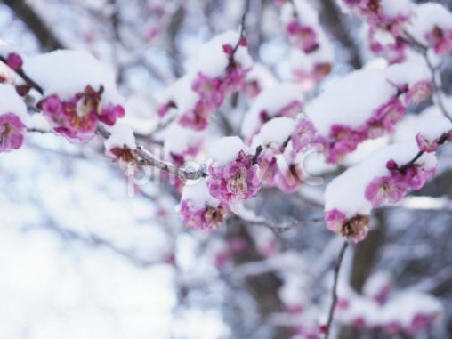 雪を纏った梅の花
