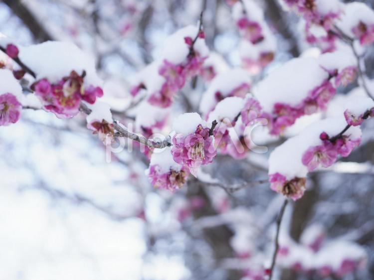 雪を纏った梅の花