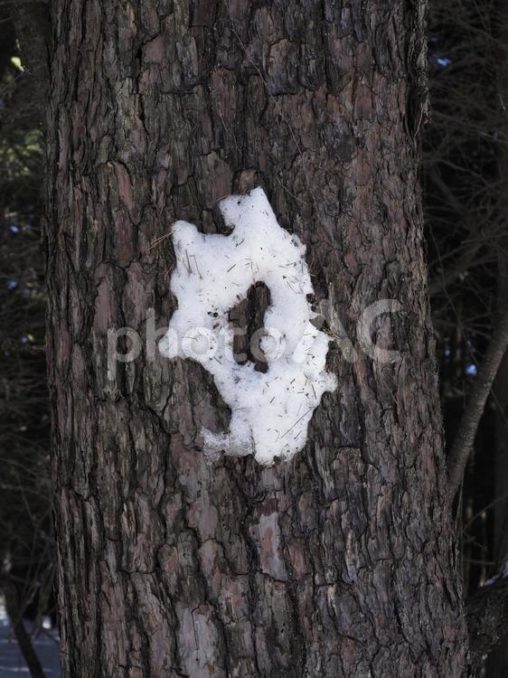木の幹に張り付いた雪