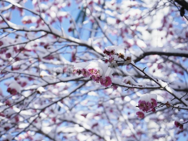 雪を纏った梅の花