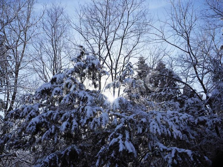 木々の隙間から差し込む太陽の光