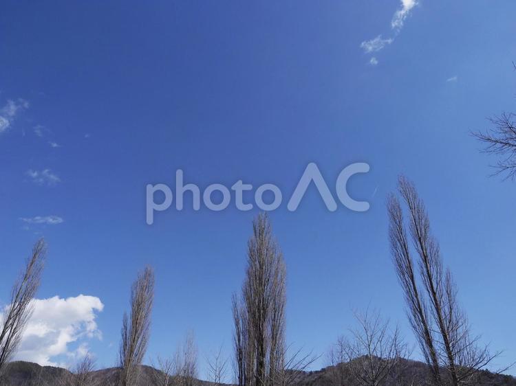 冬のポプラの木と青空