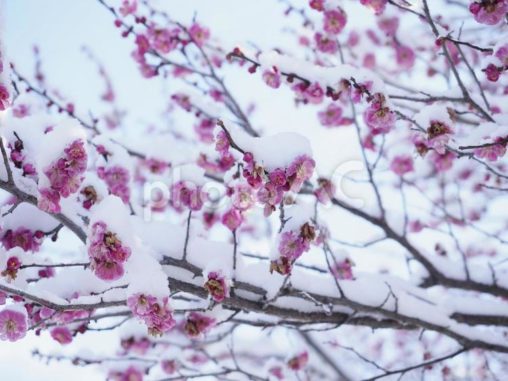雪を纏った梅の花