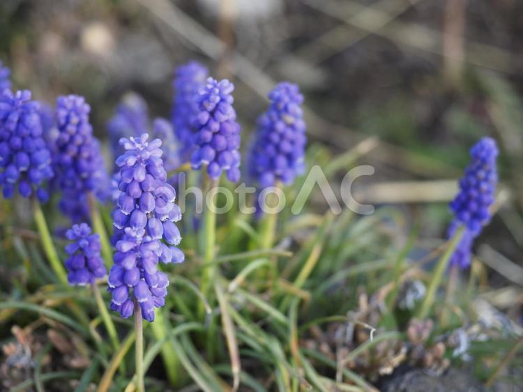 ムスカリの紫の花