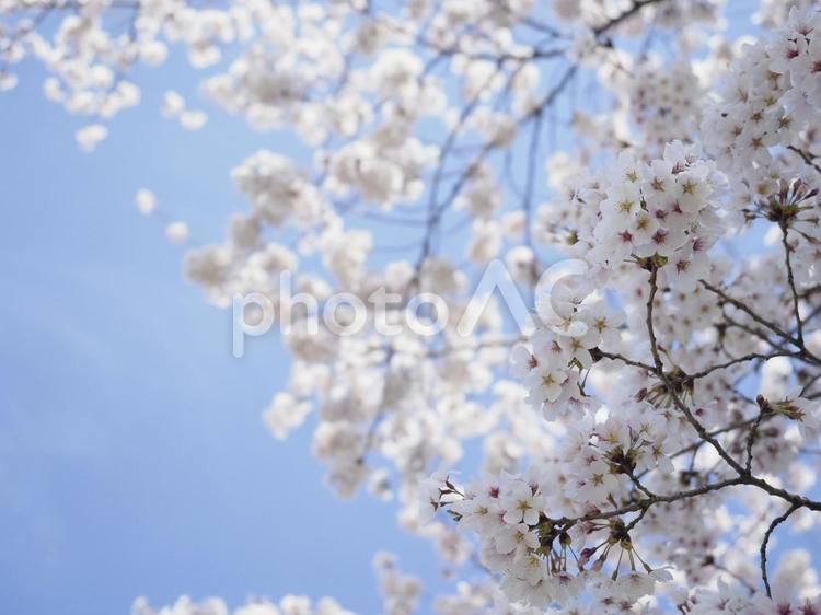 桜と青空