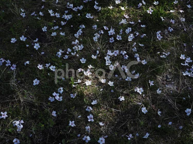地面に落ちた桜の花