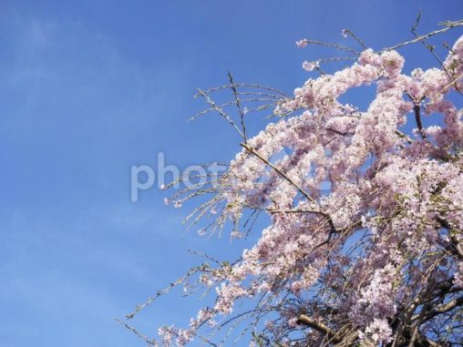 しだれ桜と青空