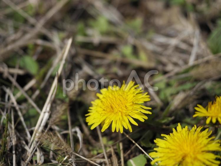 タンポポの花