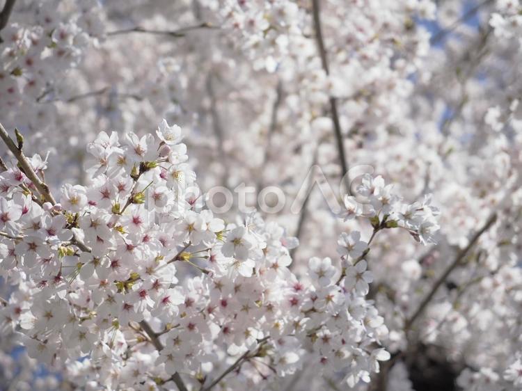 満開の桜
