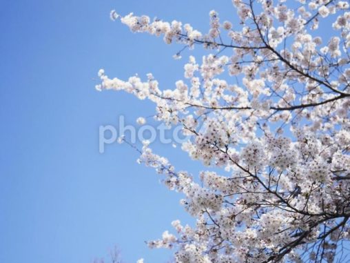 桜と青空