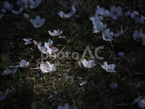 地面に落ちた桜の花