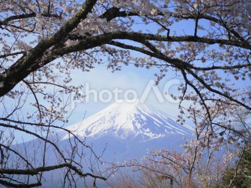 富士山と桜