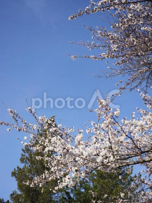 桜と青空