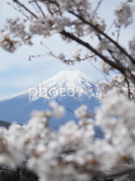 富士山と桜